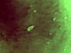 Ebony Neighbor Fucks In Shower, Loves Big Black Cock And Cumshot