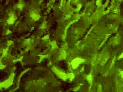 They fuck me in four positions bent over doggystyle with big ass