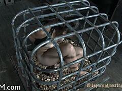clamping beauty's massive tits for hardcore play