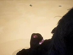 Damn, watch these gay wolves pound hard in POV action!