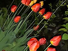 पहले मैंने अपनी पड़ोसी को फूलों की प्रशंसा करने के लिए बुलाया और फिर उसके मुंह में चोदा - लड़कियाँ फ्लाई ऑर्गेज्म