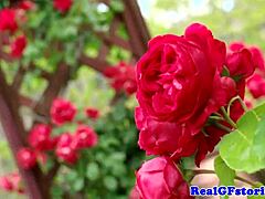 lingerie housewives take double penetration in steamy shower action 😜