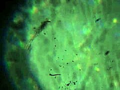 Here's More of My Cum, Enough to Get You Pregnant