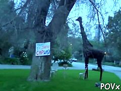 Shaved fur pie receives sexy pounding by erected cock