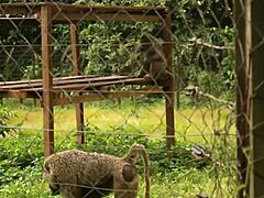 Tourists Bang Publicly in Black Africa Park Without Shame