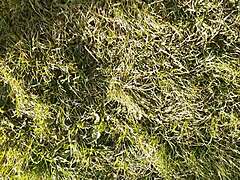 village girl masturbates hairy pussy to orgasm during lunch break!