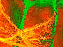 Exotic Colombian babe Bluee feels intense pleasure as her natural tits shake while getting pussy licked wildly.