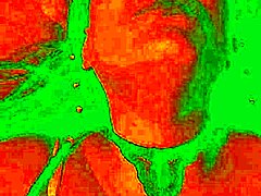 Exotic Colombian babe Bluee feels intense pleasure as her natural tits shake while getting pussy licked wildly.