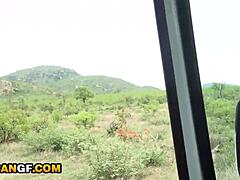 big tits ebony gf throat fucked by bwc in middle of safari... oh man i cant believe how deep it went