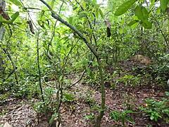 amateur thai babe and friend fuck rough creampie in forest garden pov 4k