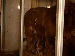 caroline sweets stretched wide by huge bbc in real interracial pounding