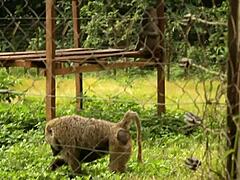 caroline sweets stretched wide by huge bbc in real interracial pounding